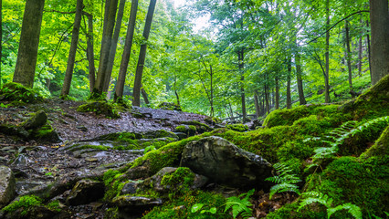  Green unknown oasis in new york