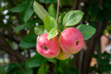 Red Ripe apples on a branch on a background of green foliage. Close-up on a sunny day