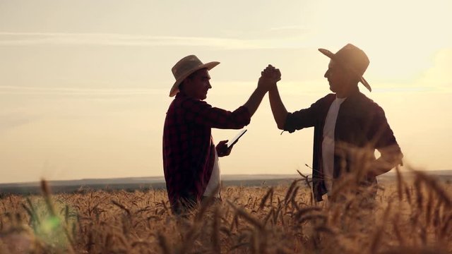 eam work. Two farmers stand at sunset in a wheat field, and discuss the new crop.. Farmers use new technologies in agriculture. Growing organic products.