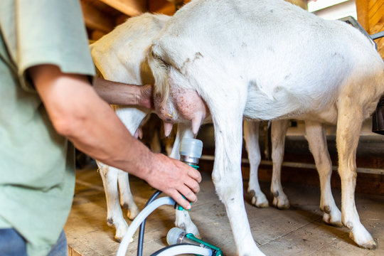 goats milking dairy farming