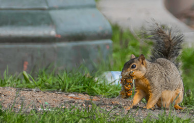 Squirrel in their new environment in the city