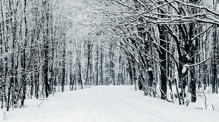 Winter landscape with trees and road in forest, black and white image_