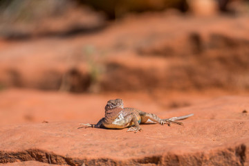 Little lizard sunbathes and enjoys it