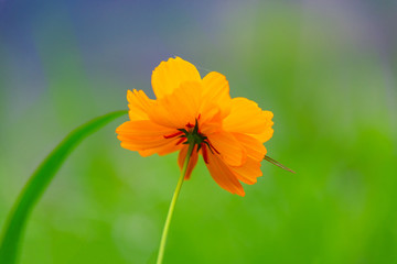 A close-up of a chrysanthemum blooming on a green meadow