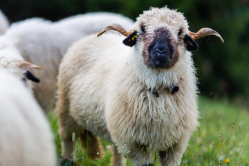 sheep herd nature farm animal 