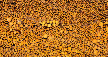 Upper Peninsular Lumbar Industry