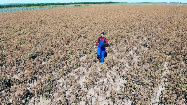 Agricultural worker checks big field with dry crops, walking with laptop.