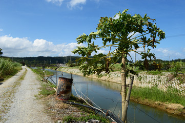 Naklejka na ściany i meble 沖縄の田舎の川と道沿いに植えられたパパイヤ