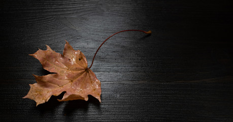 autumn leaf on dark background