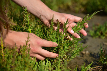 Naklejka na ściany i meble Salicornia grass collecting hands etable wild food Denmark