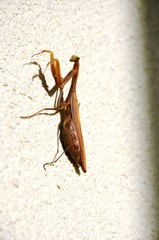 large insect - brown mantis on the white wall