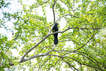 Asian koel