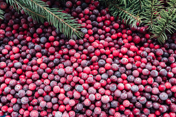 Abstract cranberries background with fir tree