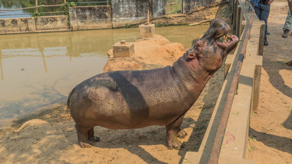 Happy hippo life in Myanmar