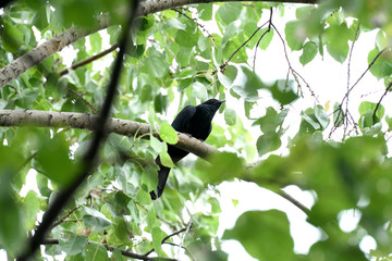 Asian koel
