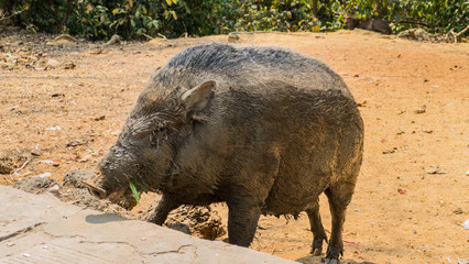 Dear and satisfied boar in the park