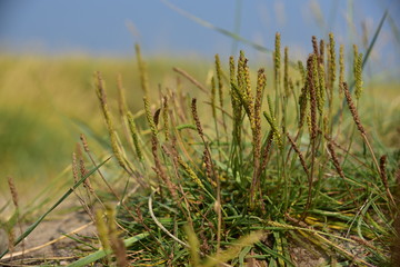 Plantago maritima, sea plantain, seaside plantain, goose tongue wild food colecting photography 