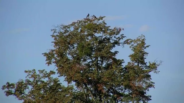 Zwei Kr&auml;hen hoch oben in der Baumkrone werden von einer Elster gest&ouml;rt
