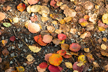 Colorfull autumn leaves on the forest floor on a sunny day