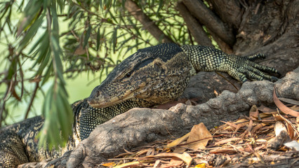 Free-range monitor lizards in a park