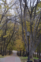 autumn in the park