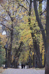 yellow trees in the park