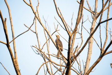 Asian koel