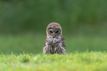 Fledgling Barred Owl hunting for cicada.