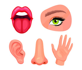 Cartoon sensory organs. Senses organs, eyes vision, nose smell, tongue taste buds, skin touch and hearing ears vector illustration. Set icons of depicting the 5 senses.