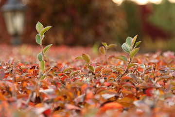 Twig with green leaves on the background of bright red leaves of a decorative hedge shrub