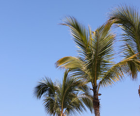 Fototapeta premium palms on a sunny day