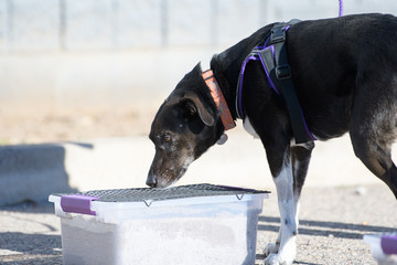 Black mixed breed dog looking for a buried scent