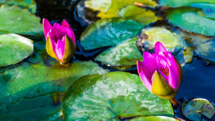Pink water lily on the water
