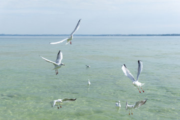 fliegende aufsteigende Möwen von der Wasseroberfläche