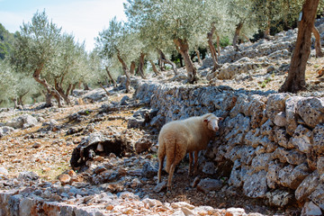 sheep in mountains