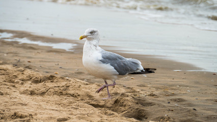 Different photos of seagulls