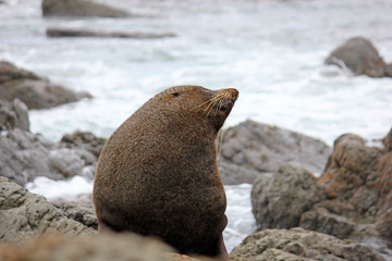 Naklejka premium Fur seal chilling at the Pacific Ocean on the South Island of New Zealand