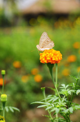 butterfly on a flower