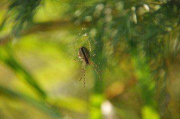 Spider sits on web waiting for victim