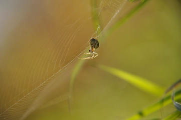 Spider sits on web waiting for victim