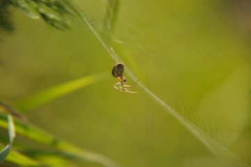Spider sits on web waiting for victim