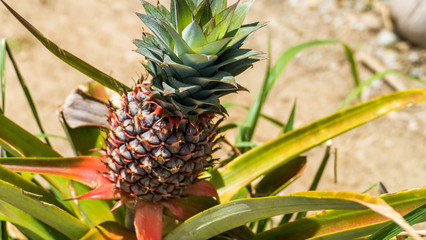 A growing pineapple on a plantation