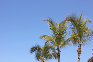Fototapeta na wymiar Palms under blue sky