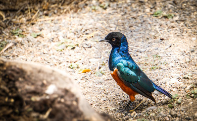 Obraz premium Estornino soberbio, metalizado, en áfrica, Tarangire National Park