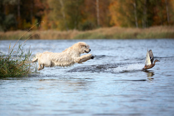 golden retriever dog jumping into water hunting ducks