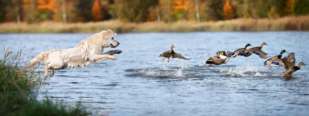 Gardinen golden retriever dog jumping into water hunting ducks © otsphoto