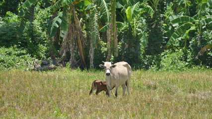 Filipino cows on a field