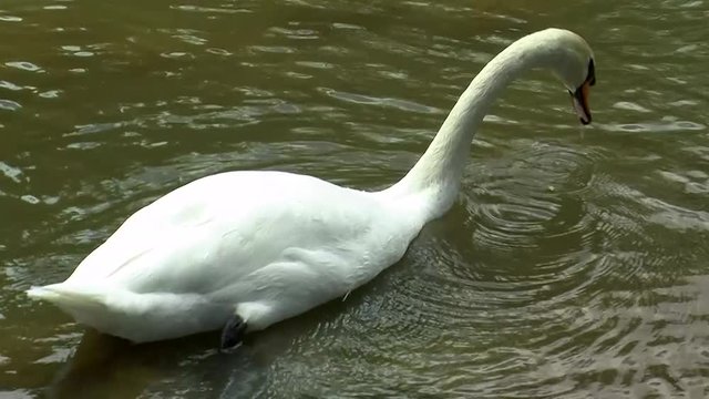 Fast synchron gr&uuml;ndeln zwei wei&szlig;e Schw&auml;ne im Fluss