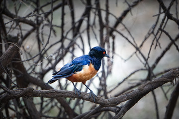 Estornino soberbio, metalizado, en áfrica, Tarangire National Park