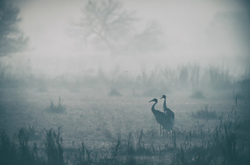 Sarus Crane Pair seen at Bharatpur,Rajasthan,India © amit